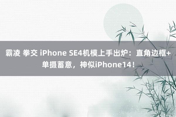 霸凌 拳交 iPhone SE4机模上手出炉：直角边框+单摄蓄意，神似iPhone14！