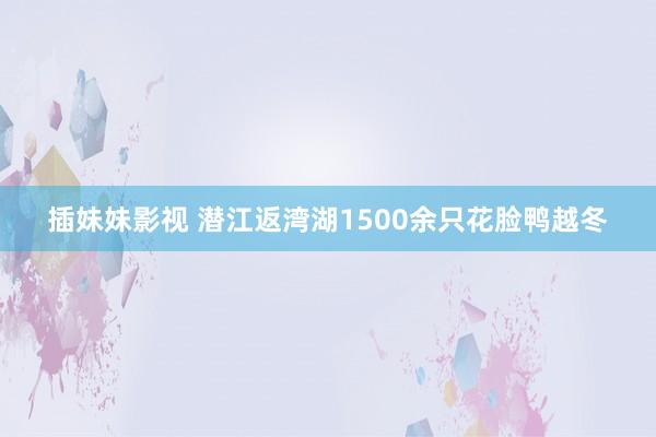 插妹妹影视 潜江返湾湖1500余只花脸鸭越冬